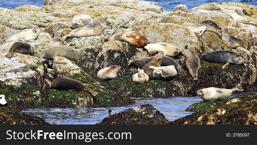 Harbor Seals