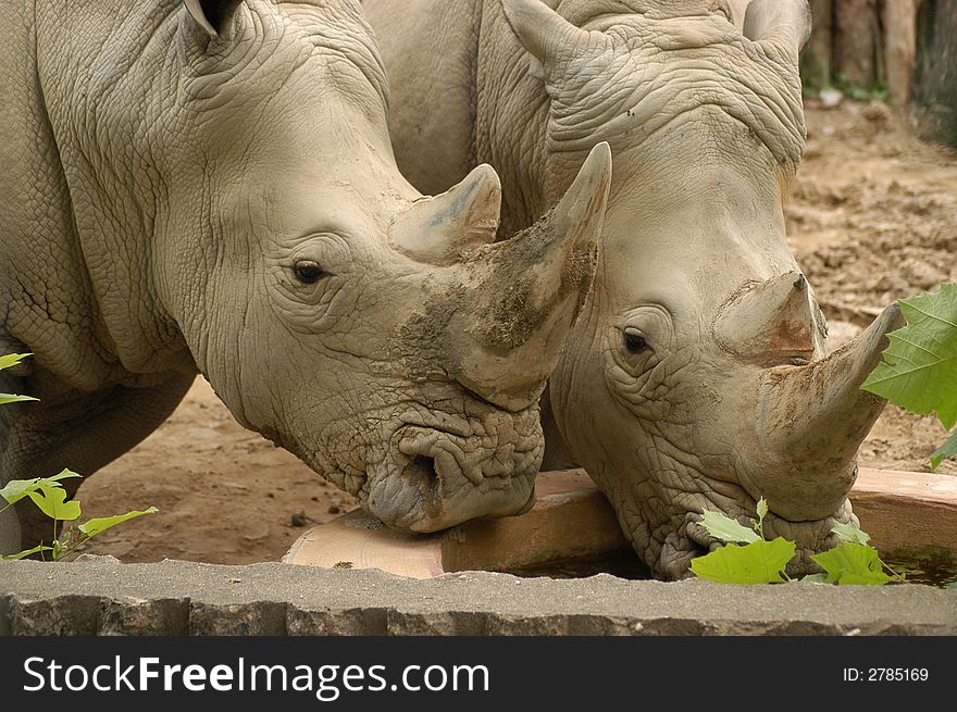 2 rhinosaurus drinking water together. 2 rhinosaurus drinking water together