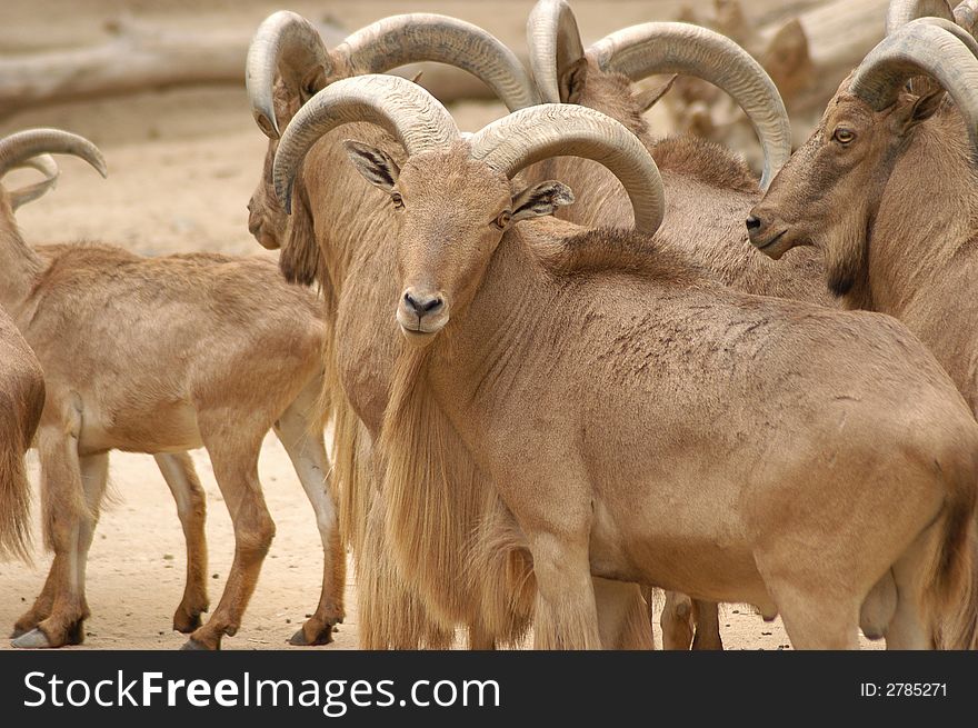 Rams in flock at korea zoo