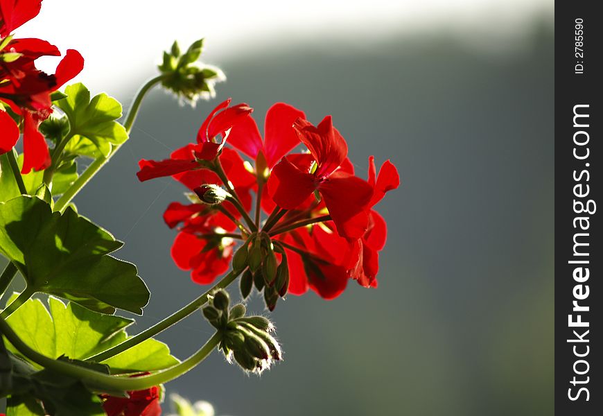 Red flower in the morning time