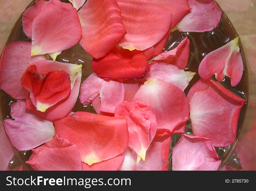 Rose Petals