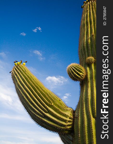 Suguaro Cactus blue skys and evening sun accent ridges and arms. Suguaro Cactus blue skys and evening sun accent ridges and arms