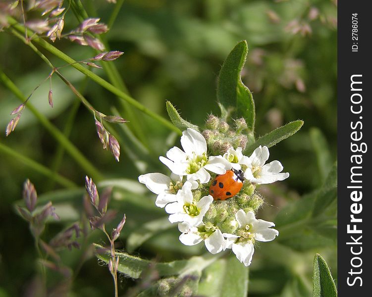 The ladybird sitting on a white flower. The ladybird sitting on a white flower.