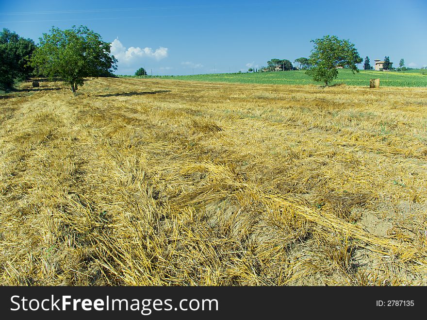 Harvest Fields With Straw In T