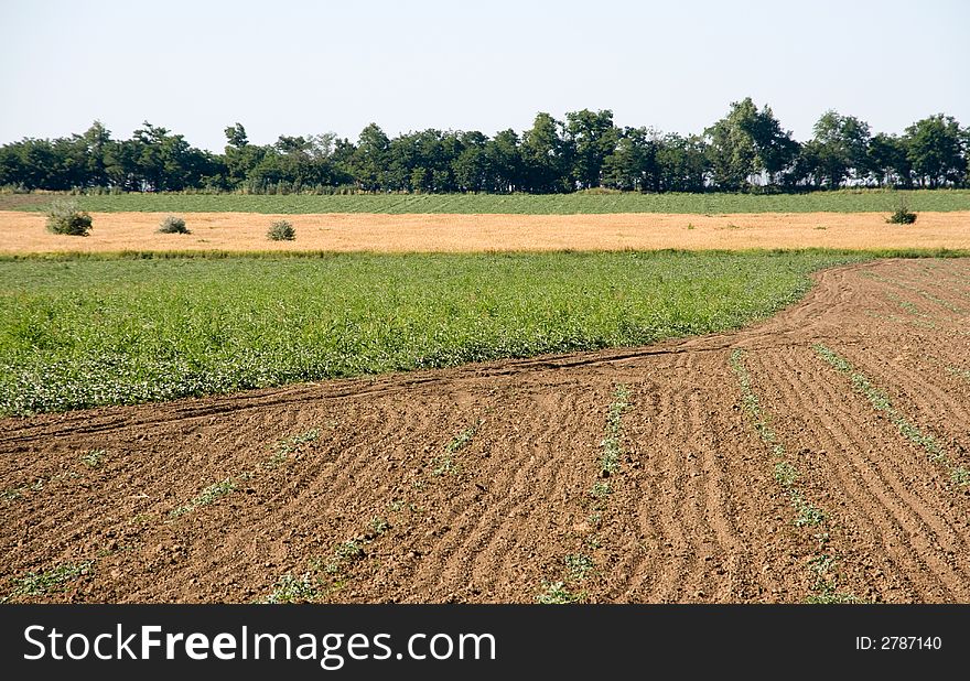 Tilled summer field with sowing