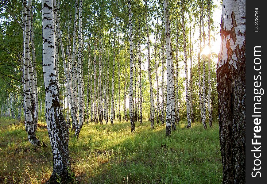 Sunlight in the forest summer