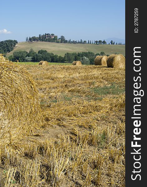 Golden hayfield in a bright blue sky in chianti, tuscany. Golden hayfield in a bright blue sky in chianti, tuscany