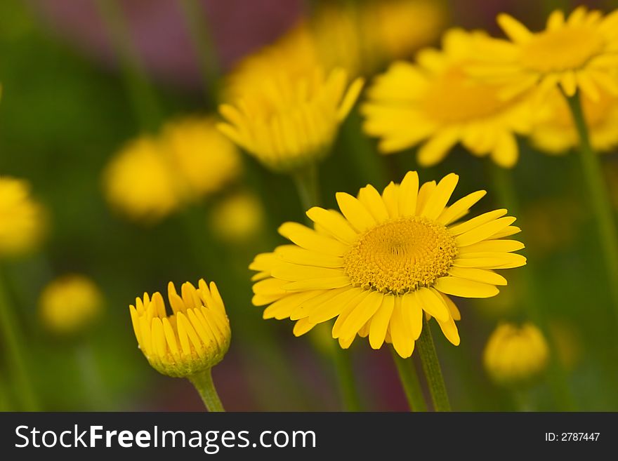 Yellow chamomile flower