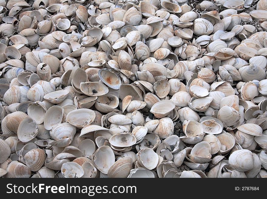 Empty broken shells beached on shore as result of storms. Empty broken shells beached on shore as result of storms