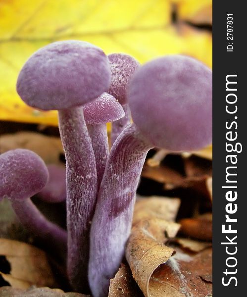 Purple Mushroom in the forrest