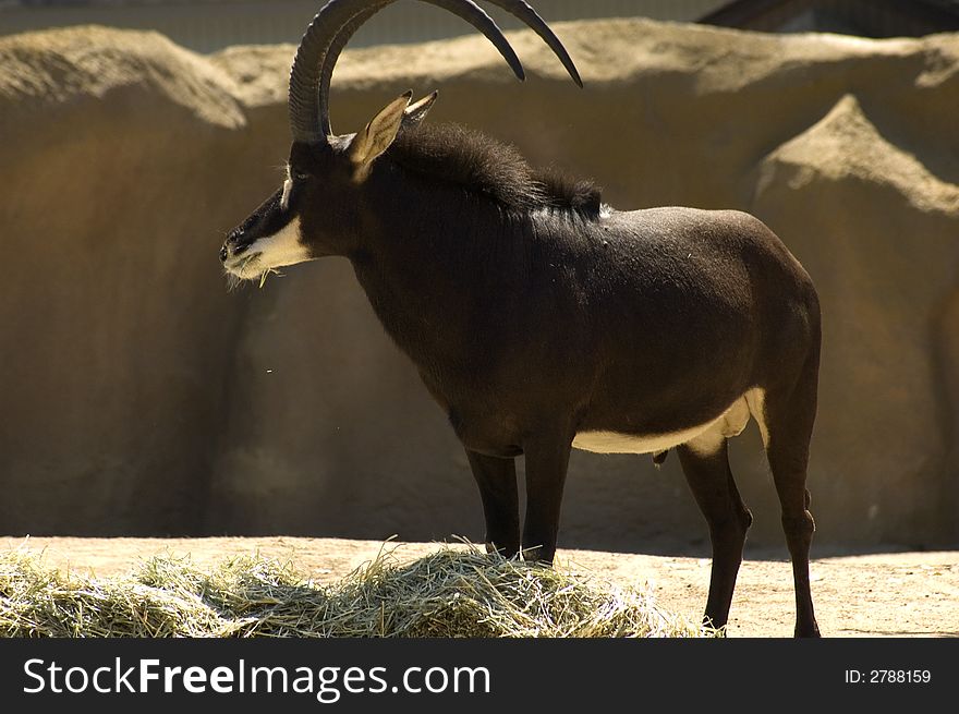 A buck black portrait with collar grazing. A buck black portrait with collar grazing