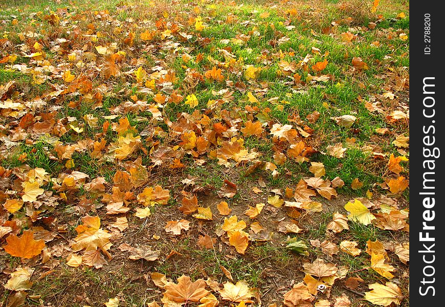 The autumn foliage, leaf fall,