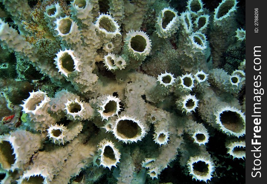 View from top of a colony of sponge corals.