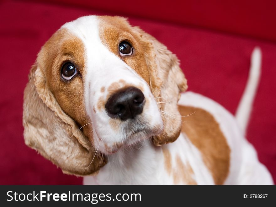 Cute Cocker Spaniel.