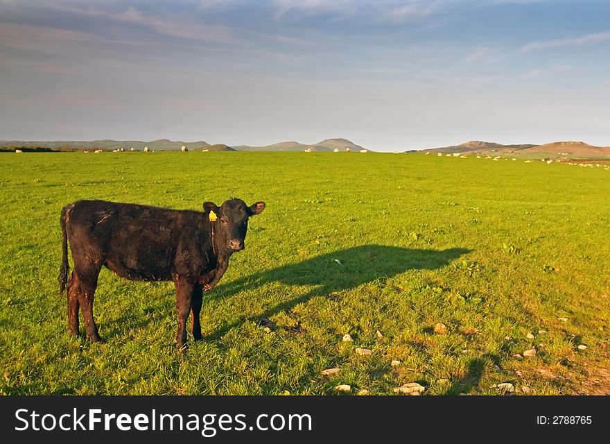 Cow with shadow in Welsh Countryside