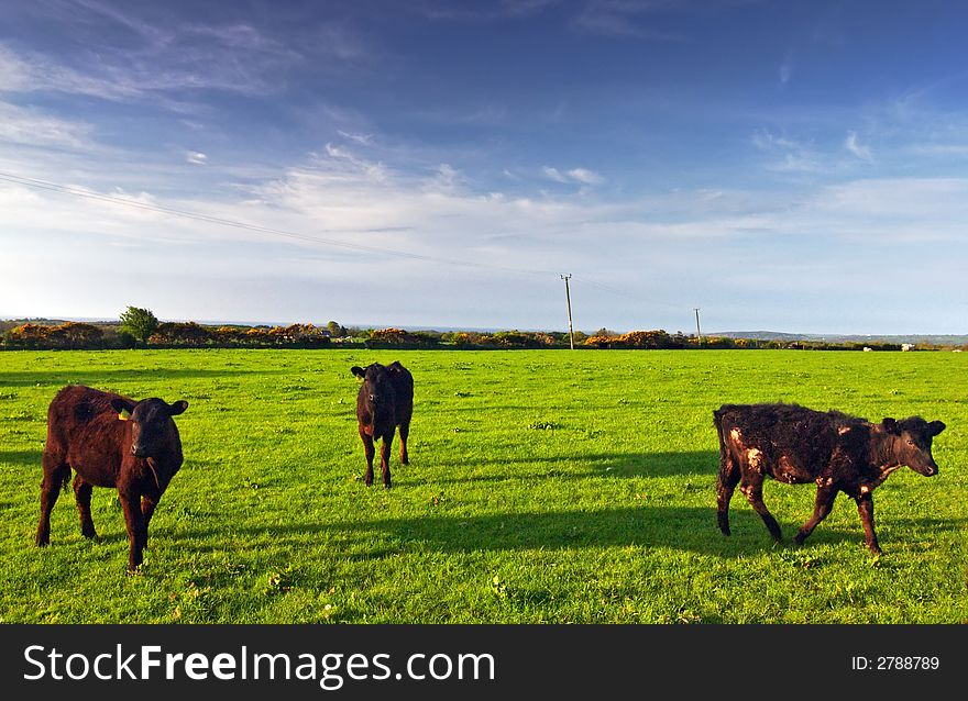 Cows with shadows in Welsh Countryside