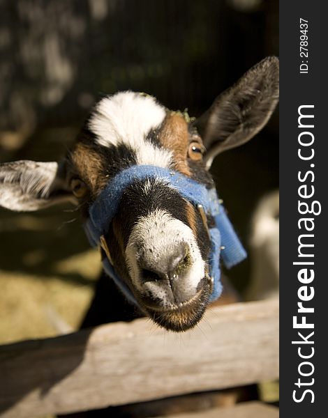 A close-up of a domestic goat -- full face. A close-up of a domestic goat -- full face.