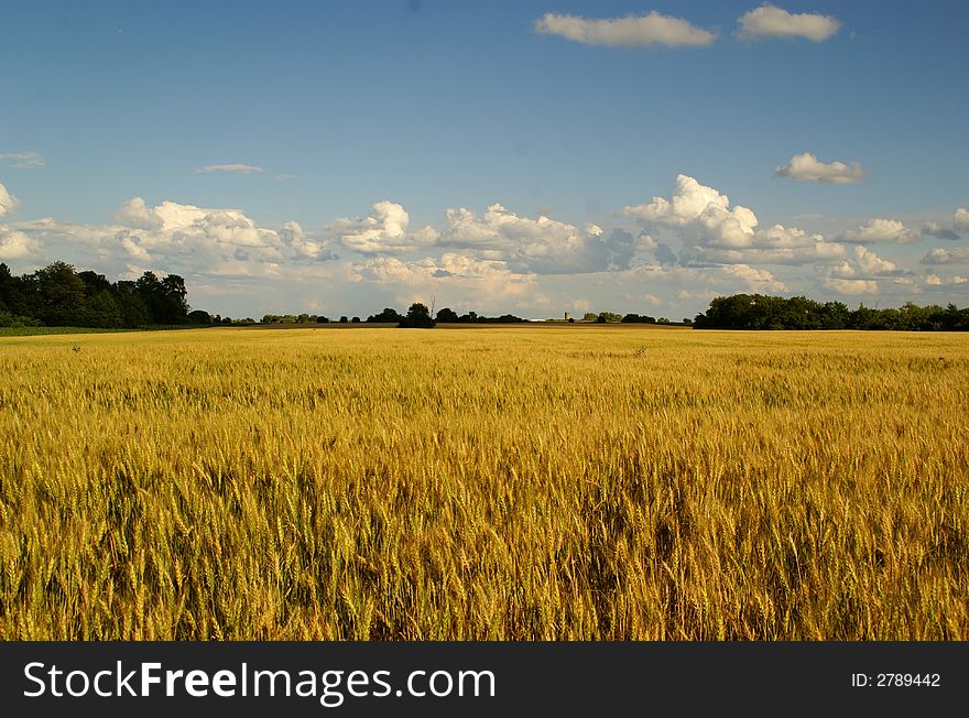 Golden wheat ready for harvest