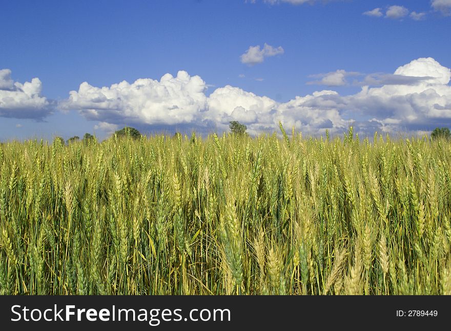 Green wheat against blue sky