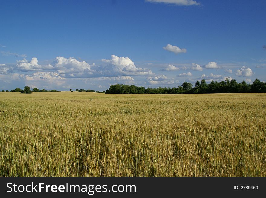 Golden wheat ready for harvest