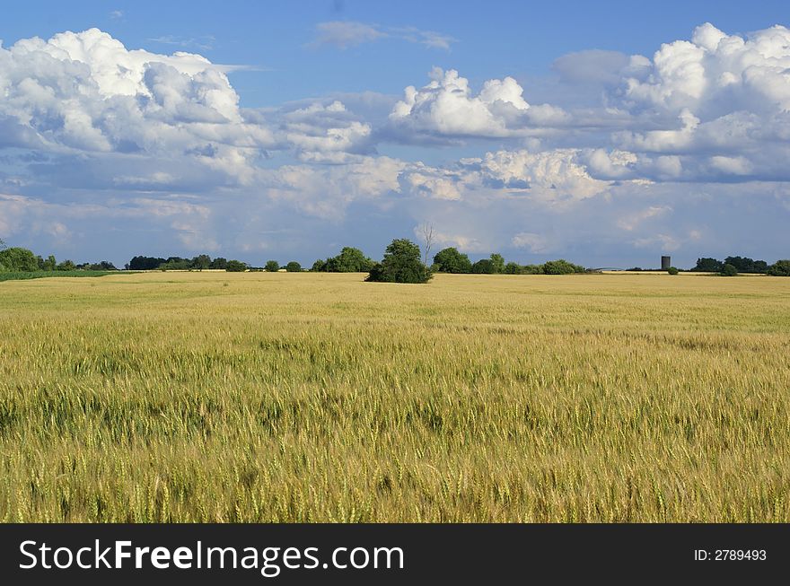 Golden wheat ready for harvest