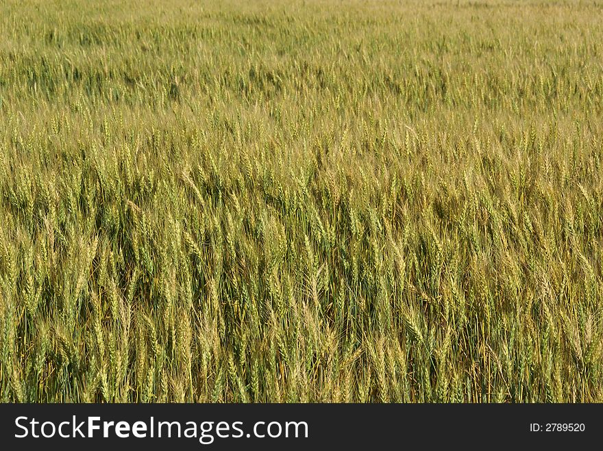 Green wheat in a farm land