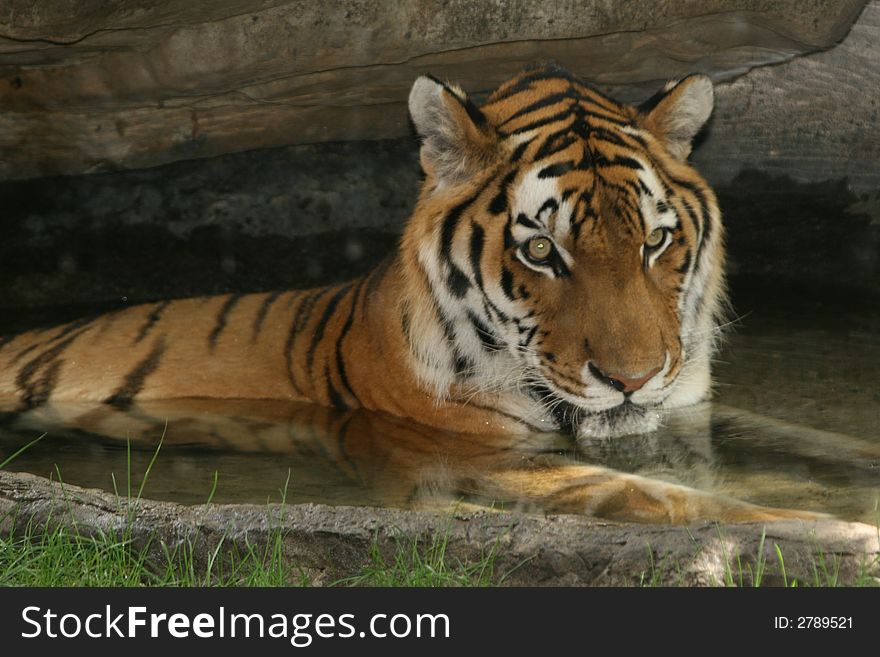 Tiger swimming in the pond at his zoo cage. Tiger swimming in the pond at his zoo cage