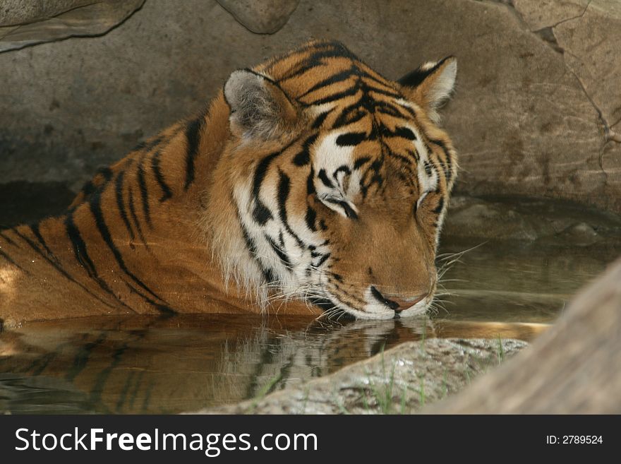 Tiger swimming in the pond at his zoo cage. Tiger swimming in the pond at his zoo cage