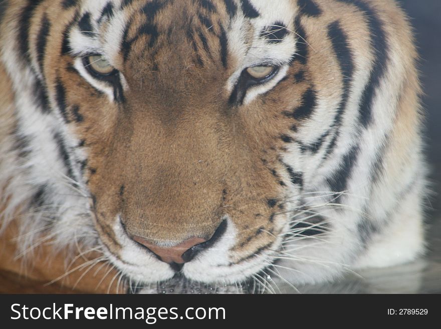 Tiger swimming in the pond at his zoo cage. Tiger swimming in the pond at his zoo cage