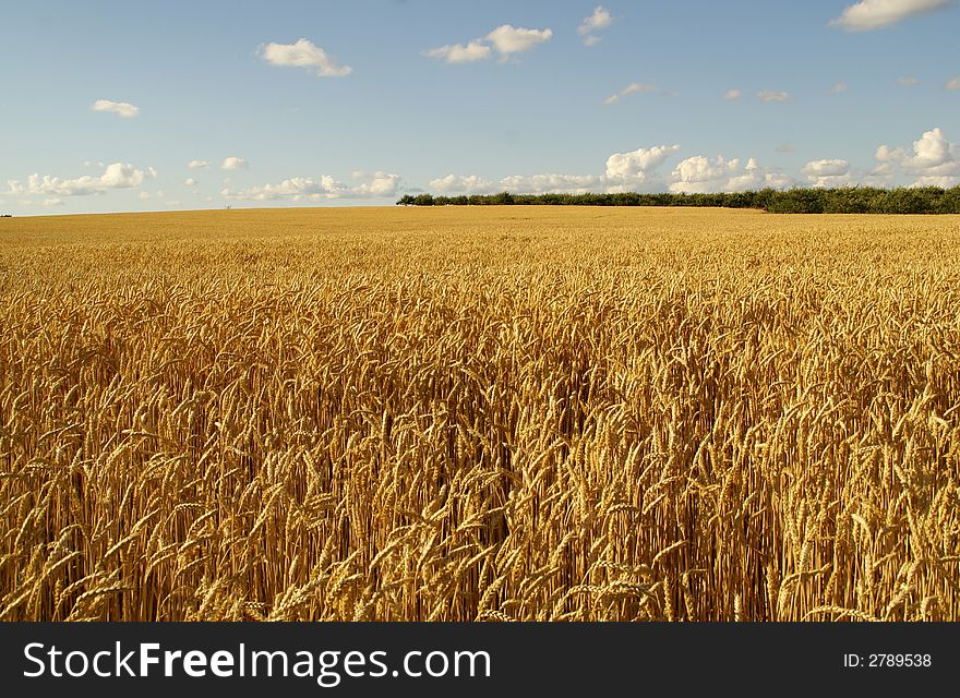 Wheat on blue sky