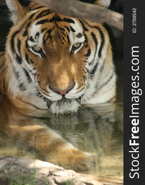 Tiger swimming in the pond at his zoo cage. Tiger swimming in the pond at his zoo cage