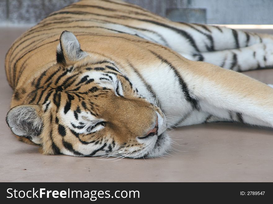 Tiger sleeping at his zoo cage. Tiger sleeping at his zoo cage