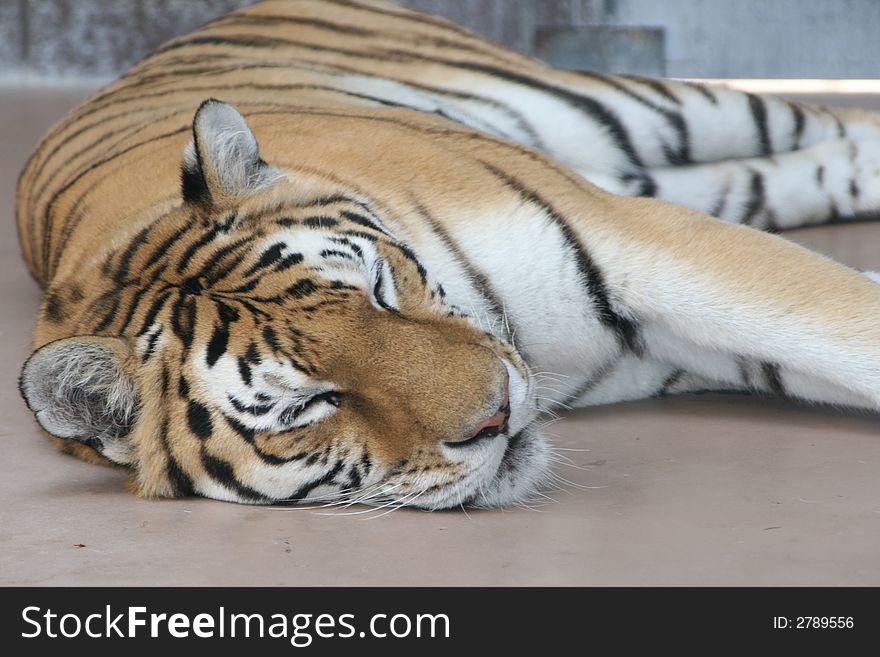 Sleeping Tiger