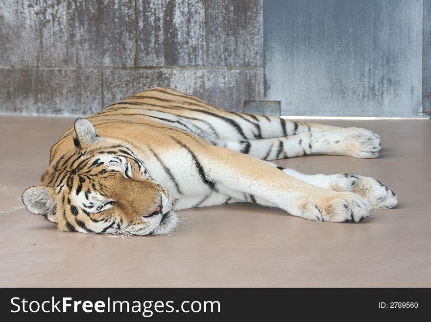 Tiger sleeping at his zoo cage. Tiger sleeping at his zoo cage