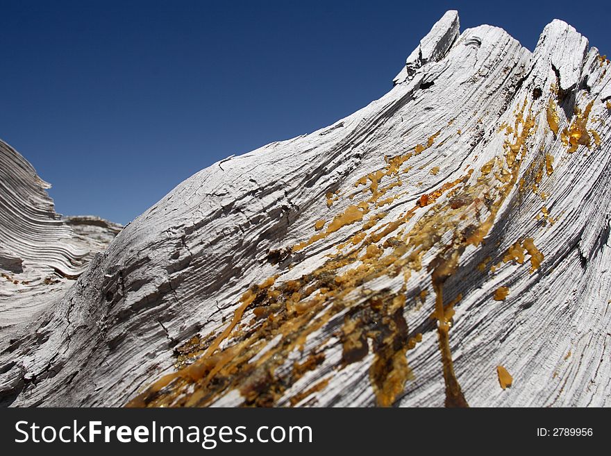 A fallen tree in the high sierra drips sap. A fallen tree in the high sierra drips sap