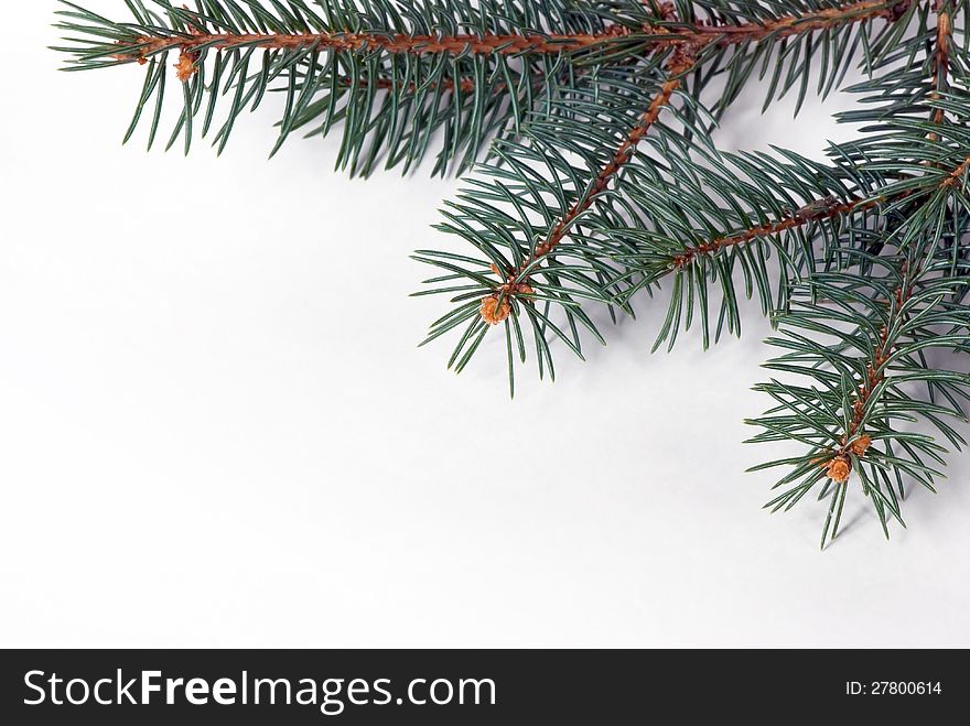 Fir tree on a white background