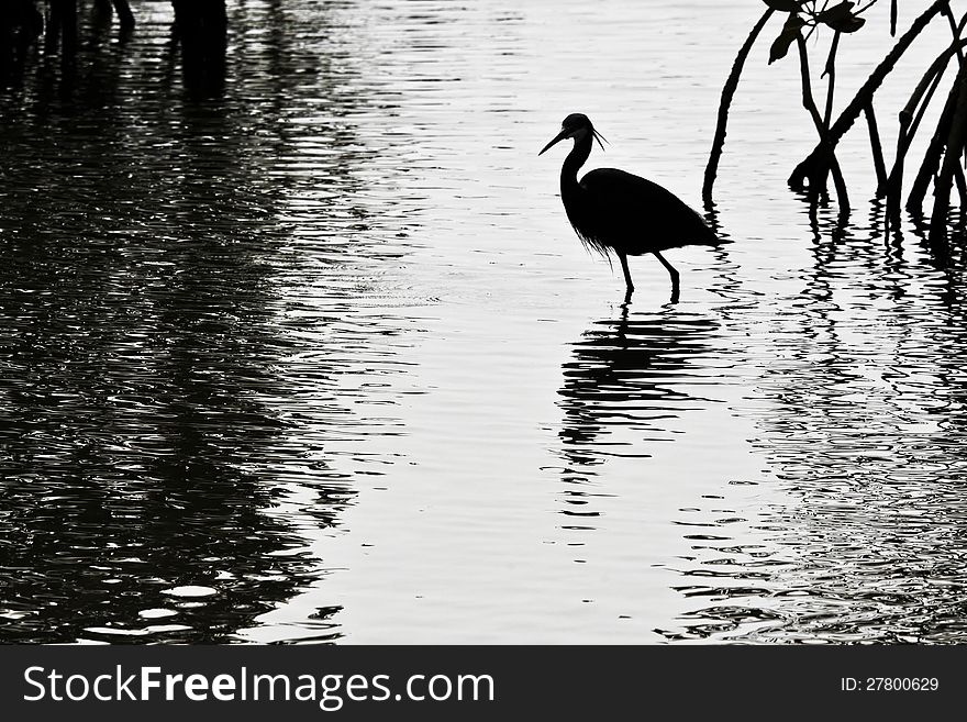 A little egret hunting in a mangrove swamp. A little egret hunting in a mangrove swamp.