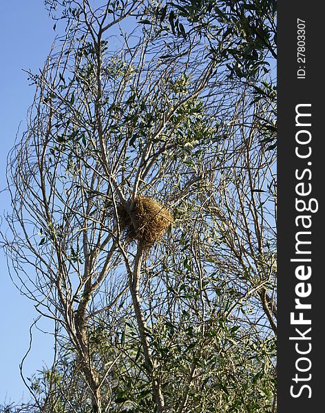 On a tree there is a twisted jack of a bird. On a tree there is a twisted jack of a bird