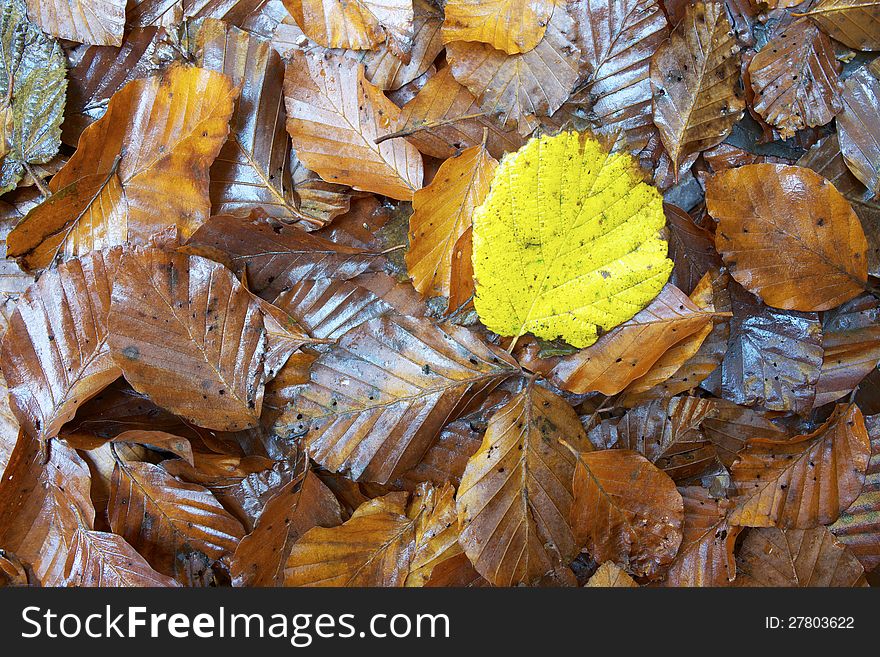 Close-up of fallen autumn leaves on the ground