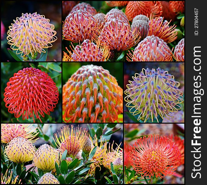 Collage with different common pincushion protea