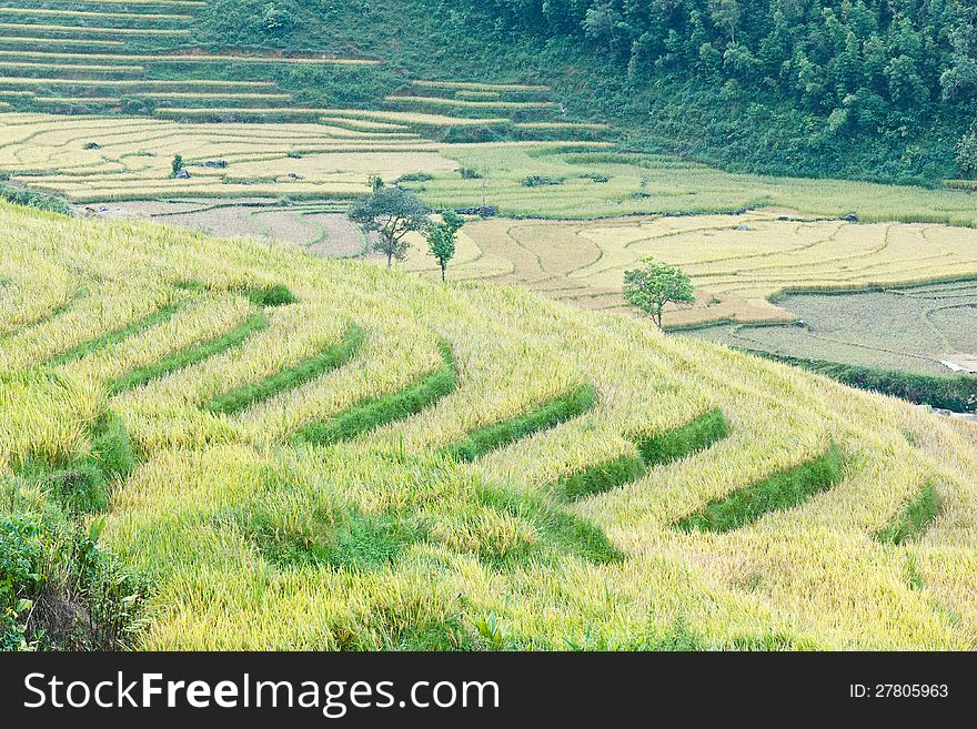 Rice terraces in the mountains in Sapa, Vietnam