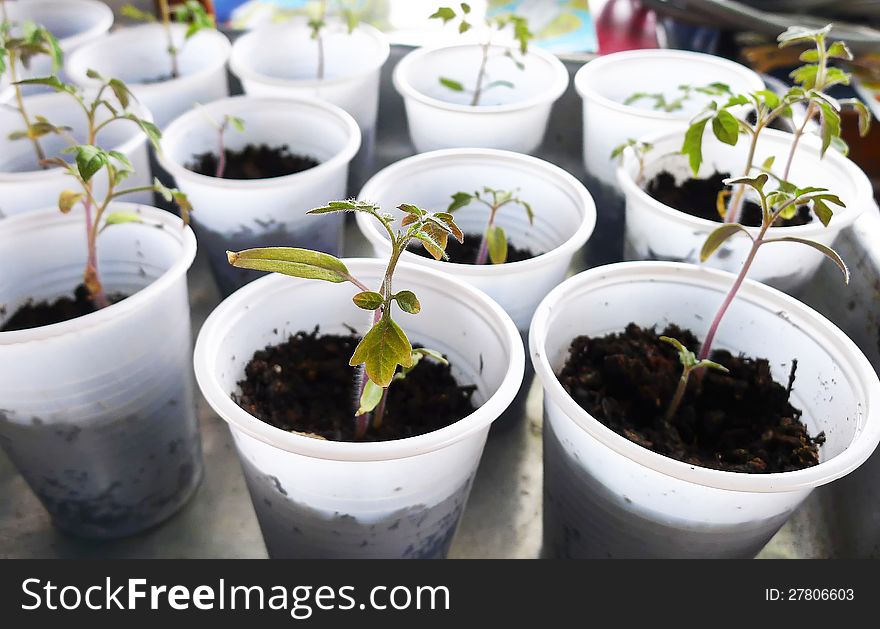 Young Tomato Plants