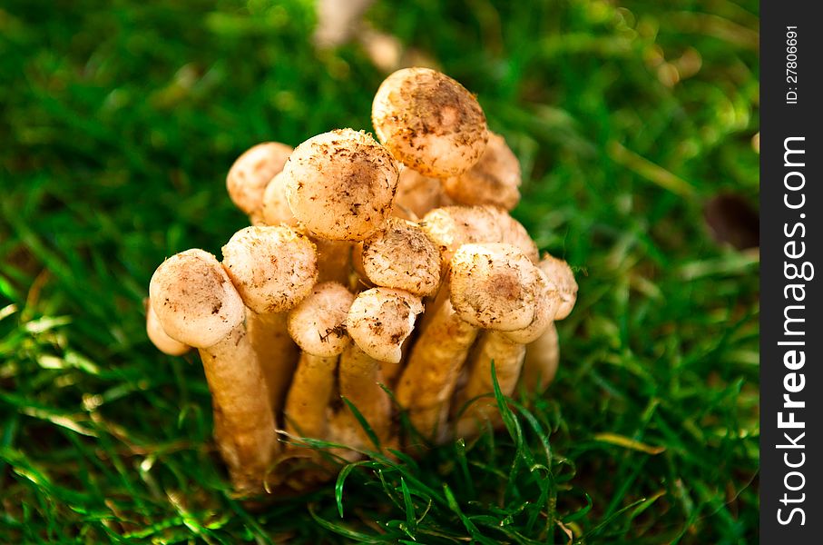 Wild eatable mushrooms in the grass