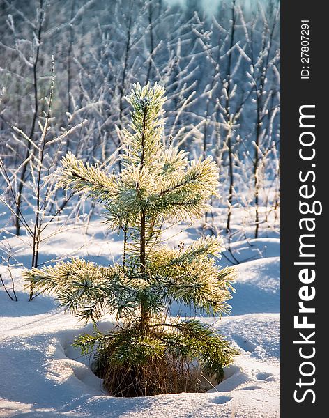 Small pine powder with snow.