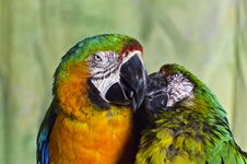 Two Colourful Macaw Parrots Kissing Royalty Free Stock Image