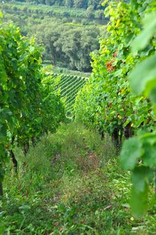 Vineyard - Grapevines Royalty Free Stock Photography