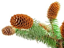 Sprigs Coniferous Tree With Cones Royalty Free Stock Images Sprigs Coniferous Tree With Cones Royalty Free Stock Images