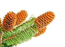 Sprigs Coniferous Tree With Cones Royalty Free Stock Images Sprigs Coniferous Tree With Cones Royalty Free Stock Images