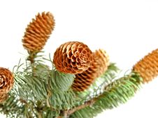 Sprigs Coniferous Tree With Cones Stock Photos Sprigs Coniferous Tree With Cones Stock Photos