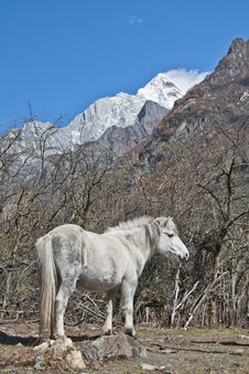 A White Horse At The Foot Of Snow Mountain Stock Images A White Horse At The Foot Of Snow Mountain Stock Images